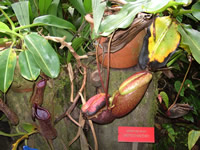 pitcher plant malaysia